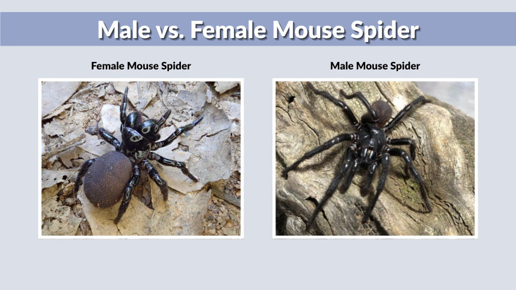 Male vs. Female Mouse Spider