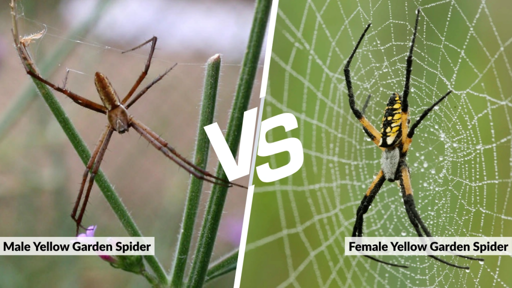 Male vs. Female Yellow Garden Spider