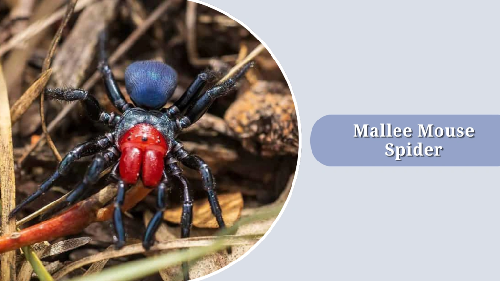 Mallee Mouse Spider