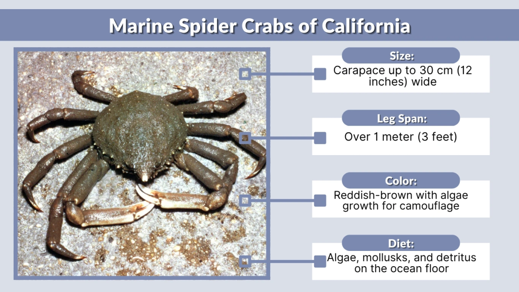 Marine Spider Crabs of California