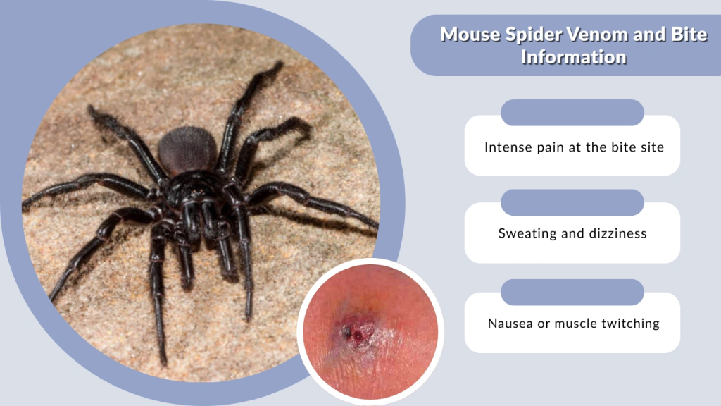 Mouse Spider Venom and Bite Information