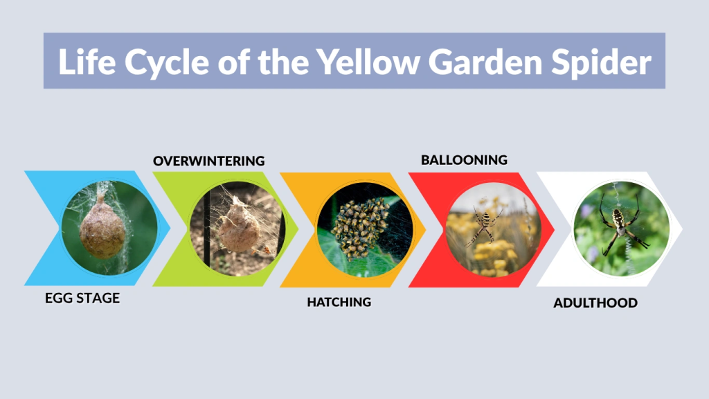 Life Cycle of the Yellow Garden Spider