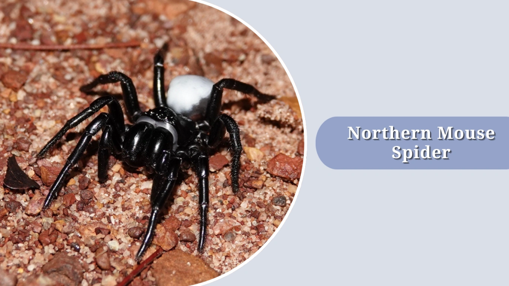 Northern Mouse Spider