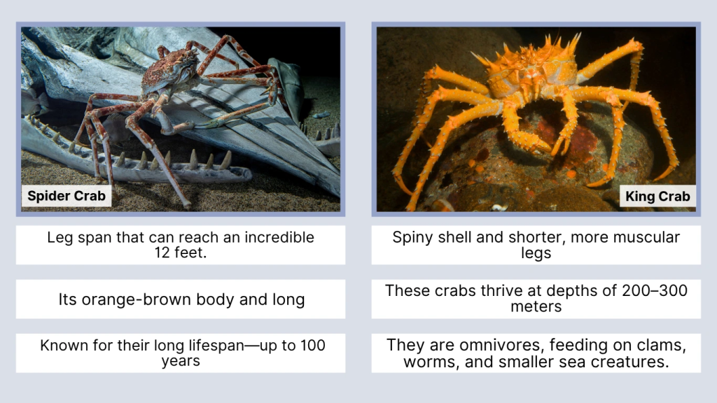Overview of Spider Crab and King Crab