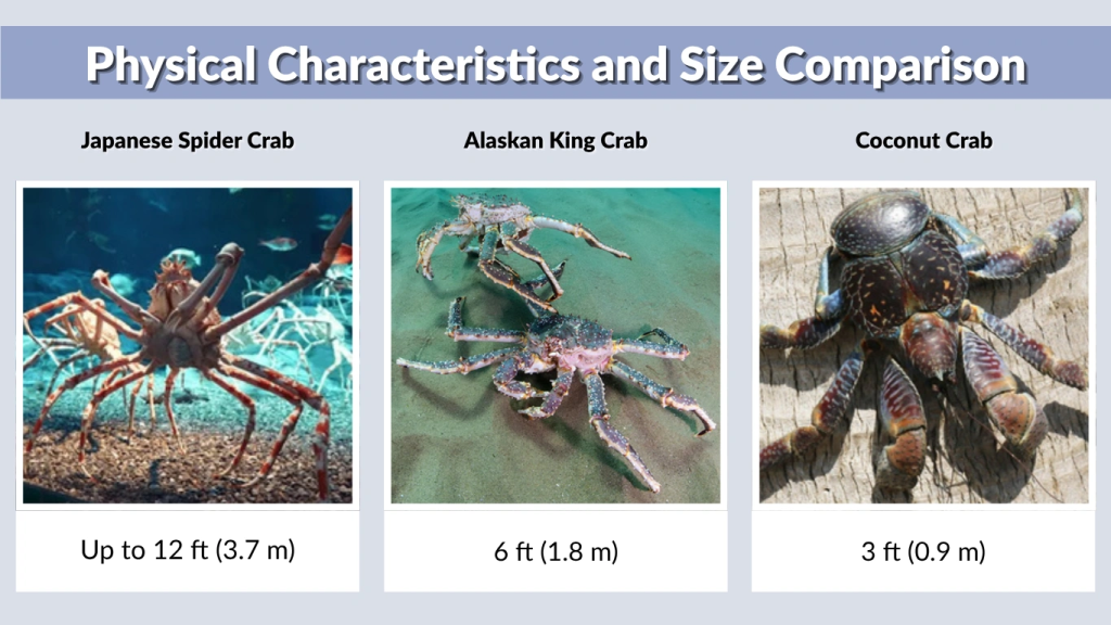 Physical Characteristics and Size Comparison