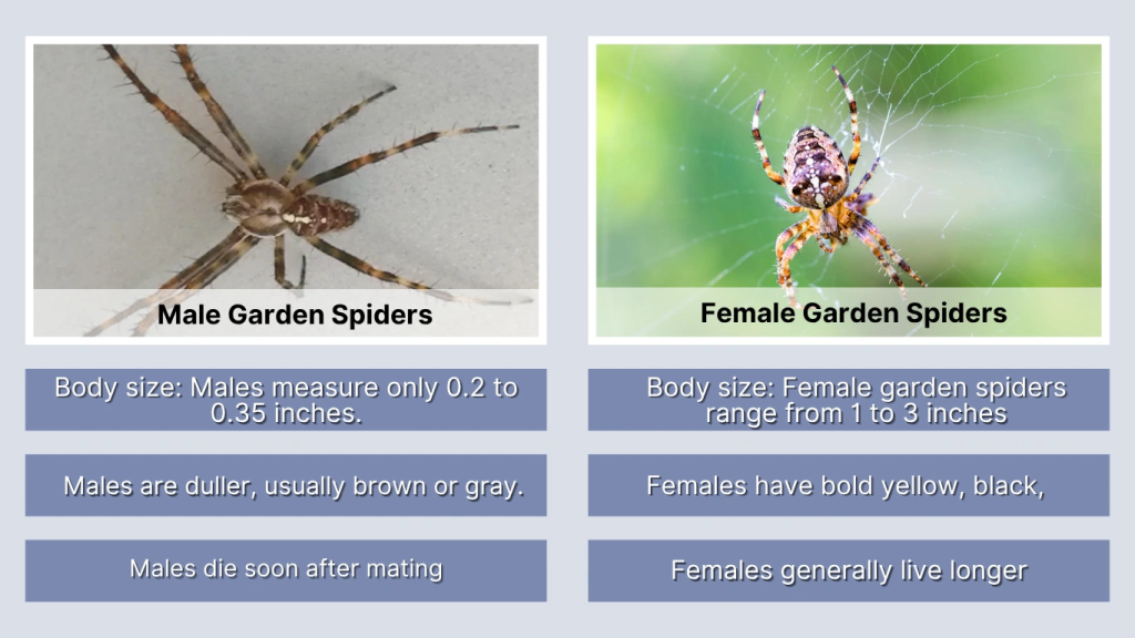 Physical Differences Between Male and Female Garden Spiders