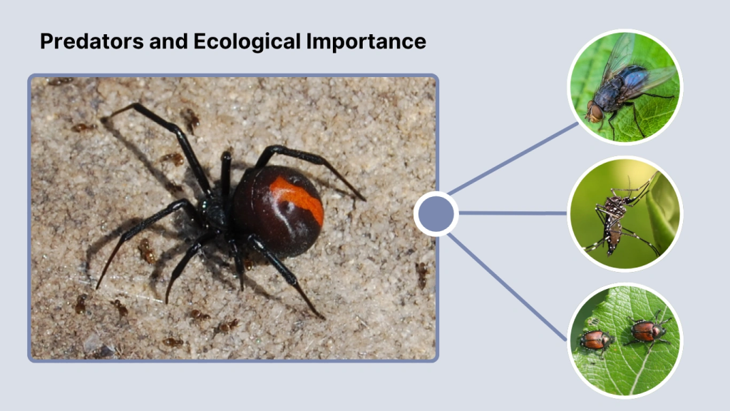 Predators and Ecological Importance