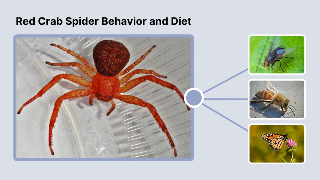 Red Crab Spider Behavior and Diet