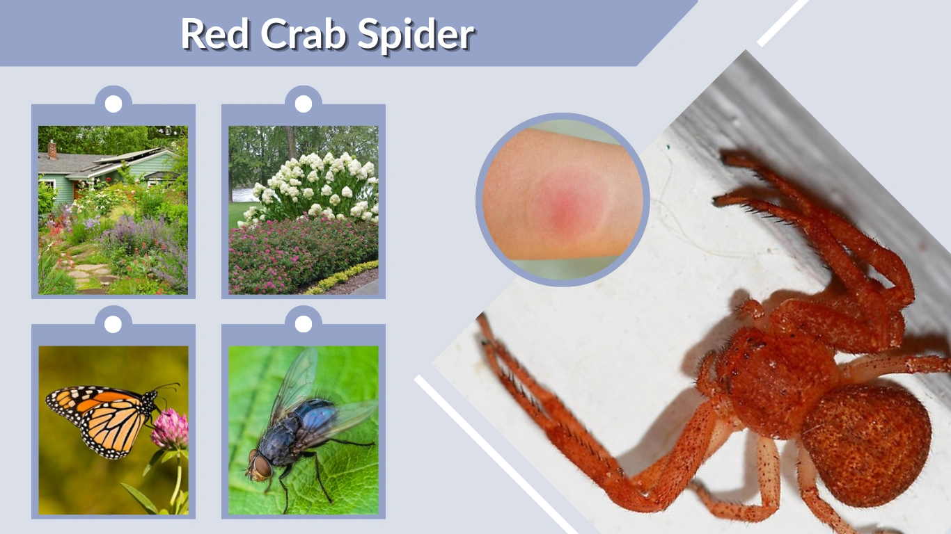 Red Crab Spider: Facts, Identification, and Bite Information