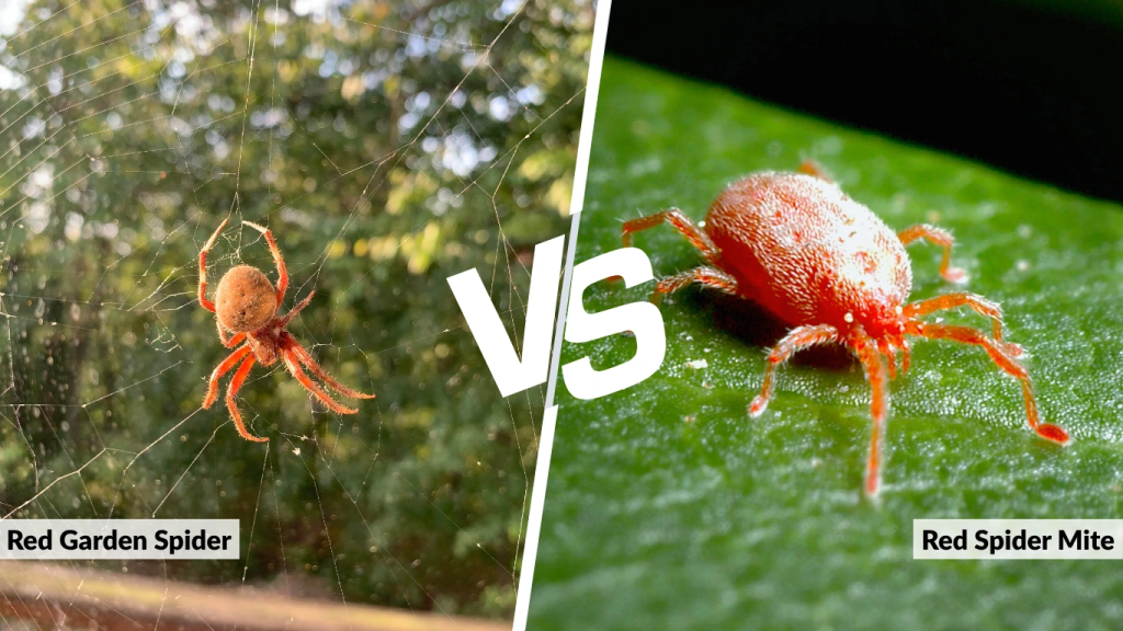 Red Garden Spider vs. Red Spider Mite