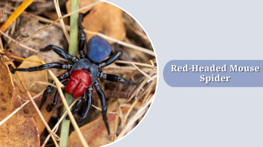 Red-Headed Mouse Spider