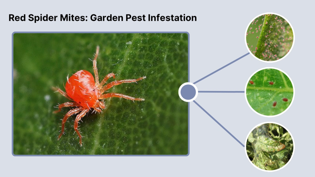 Red Spider Mites Garden Pest Infestation