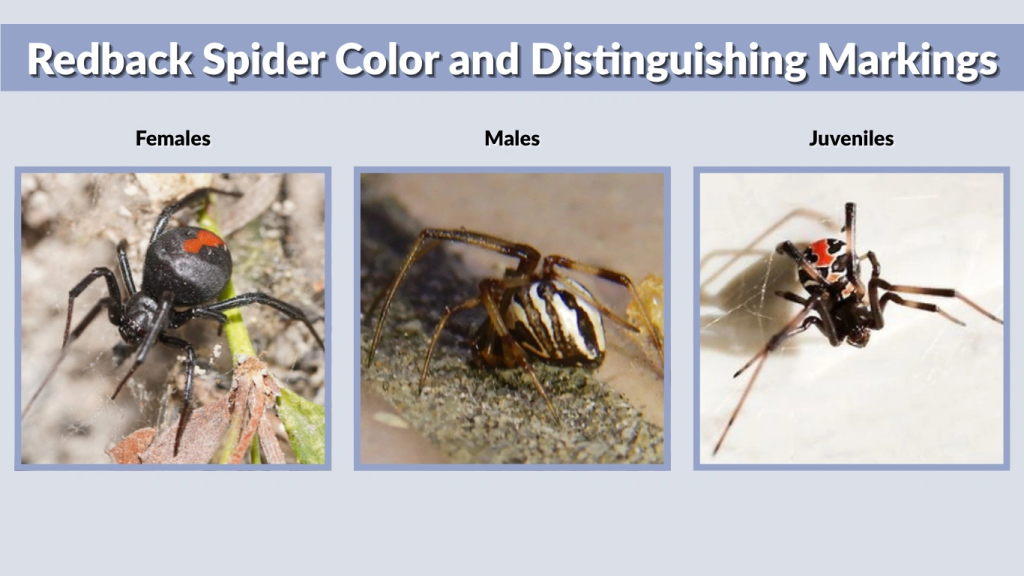 Redback Spider Color and Distinguishing Markings