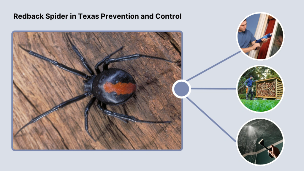 Redback Spider in Texas Prevention and Control