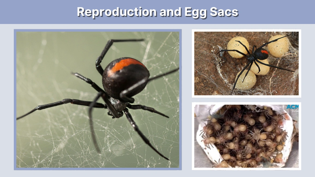 Reproduction and Egg Sacs