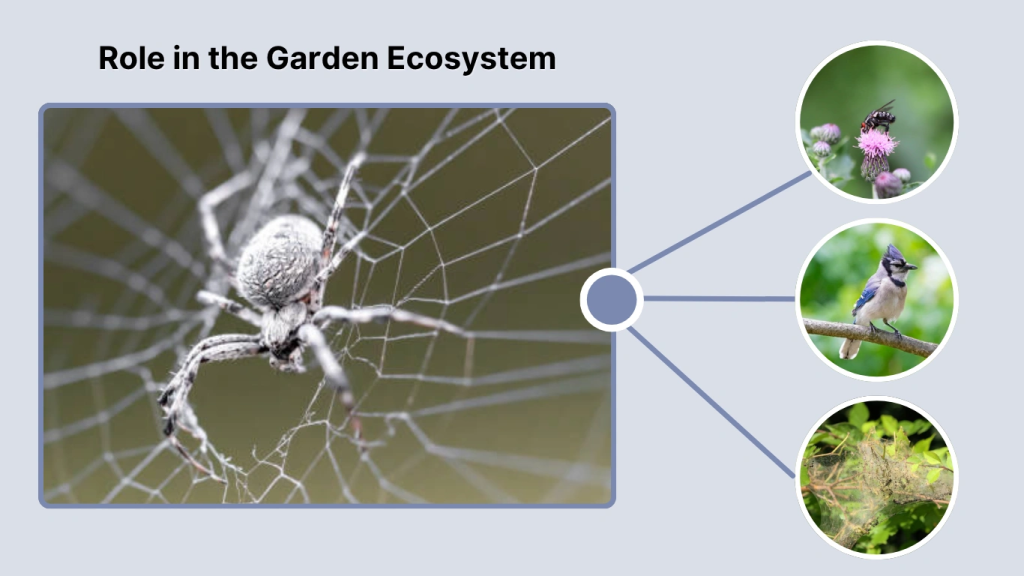 Role in the Garden Ecosystem