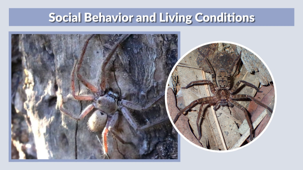 Social Behavior and Living Conditions
