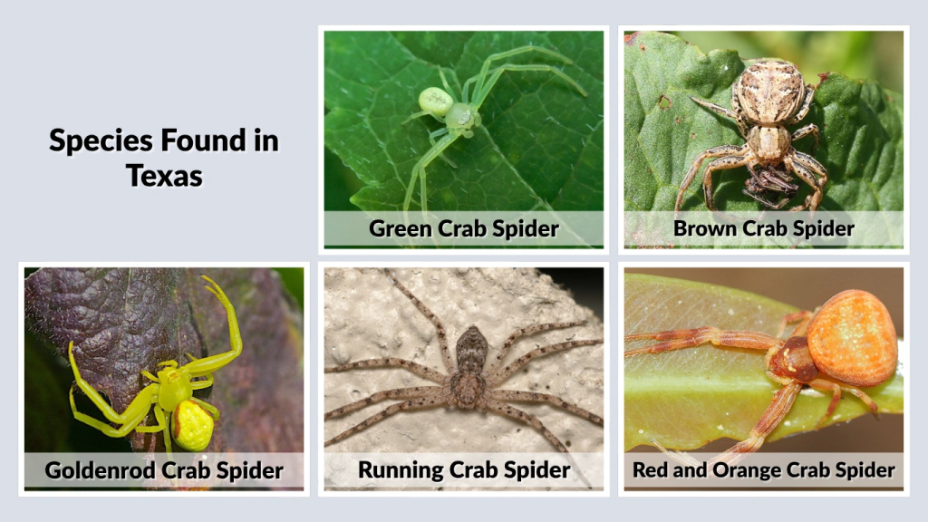 Species Found in Texas