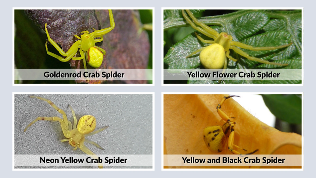 Species and Scientific Classification