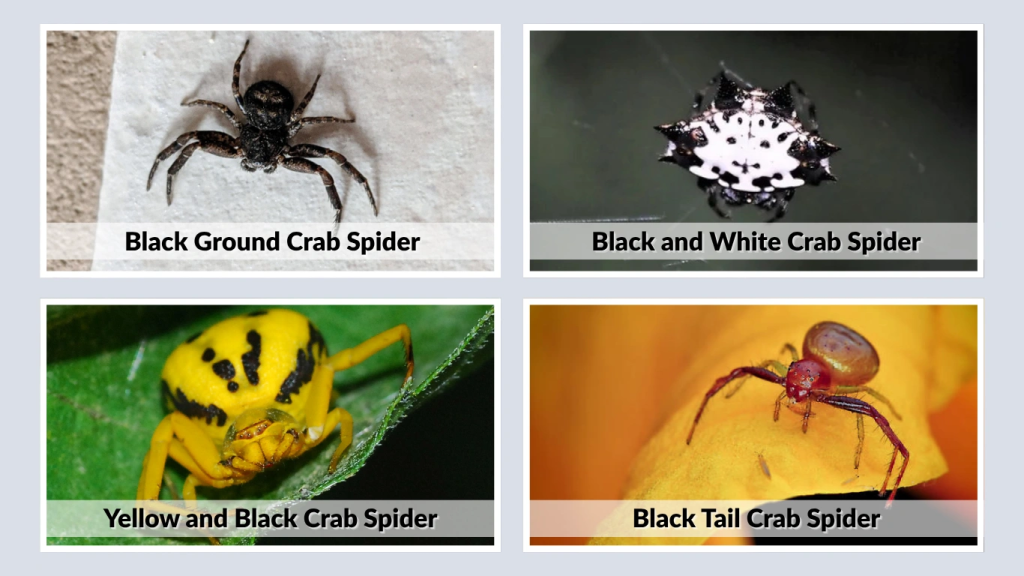 Species and Scientific Details