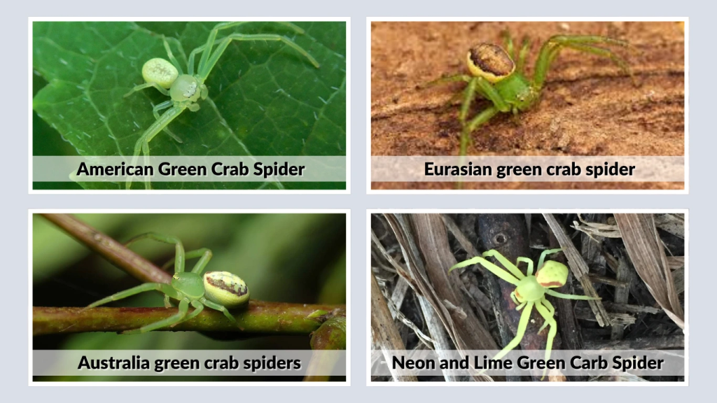 Species and Variants