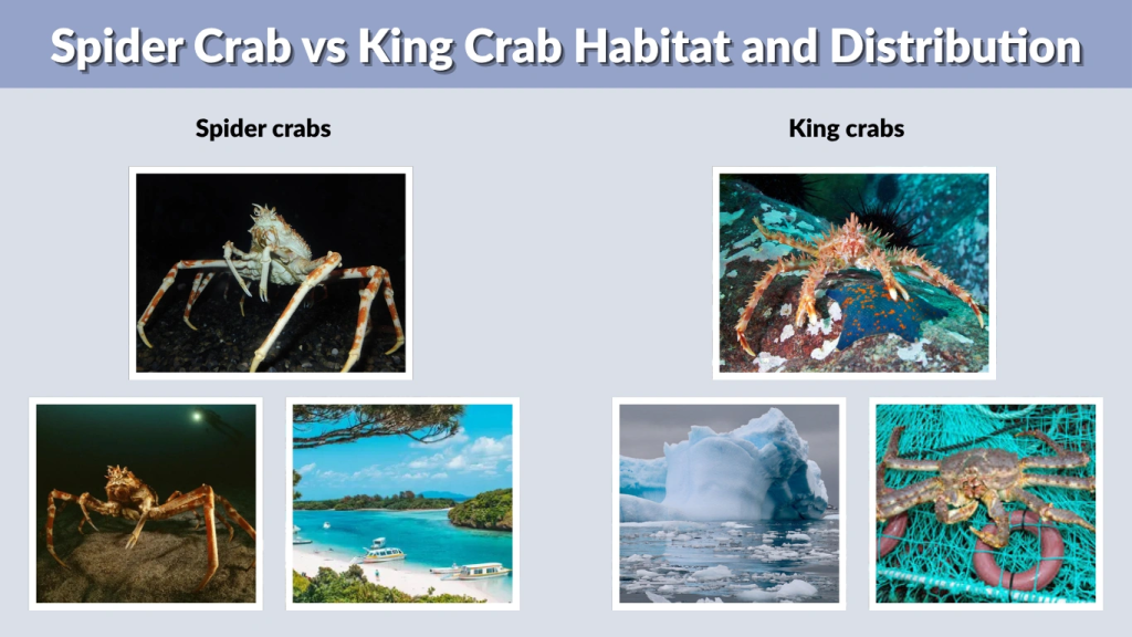 Spider Crab vs King Crab Habitat and Distribution