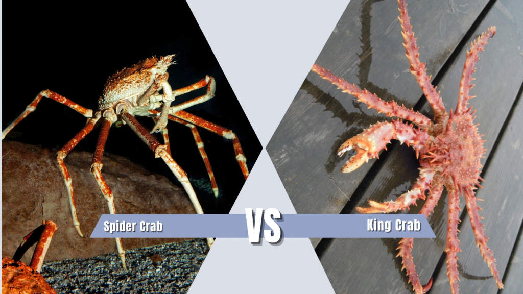 Spider Crab vs King Crab Summary Table