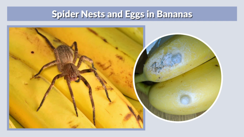 Spider Nests and Eggs in Bananas