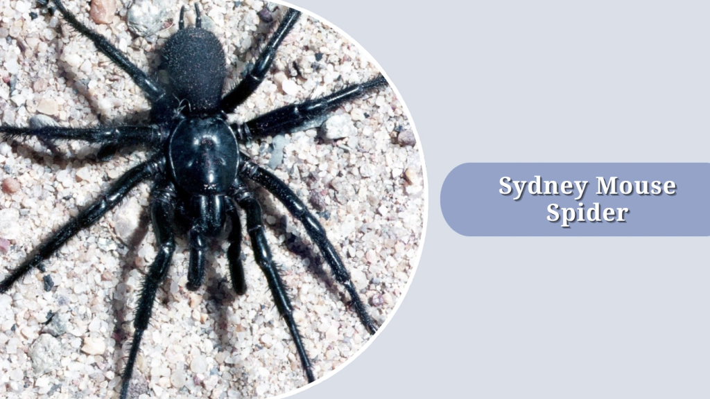 Sydney Mouse Spider