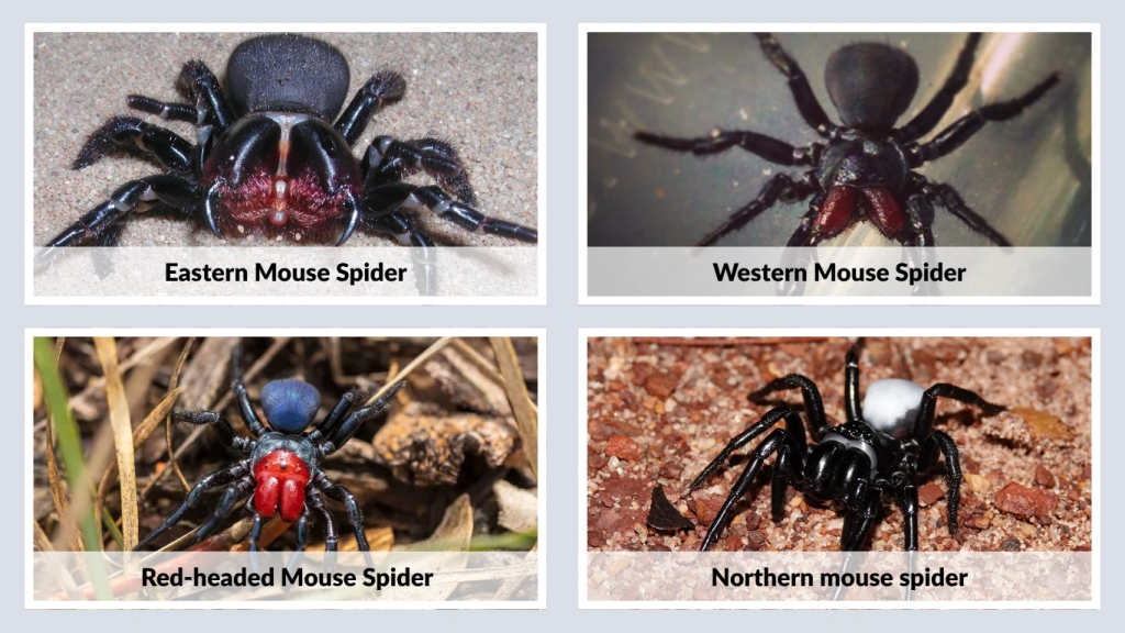 Types of Mouse Spiders Found in Australia