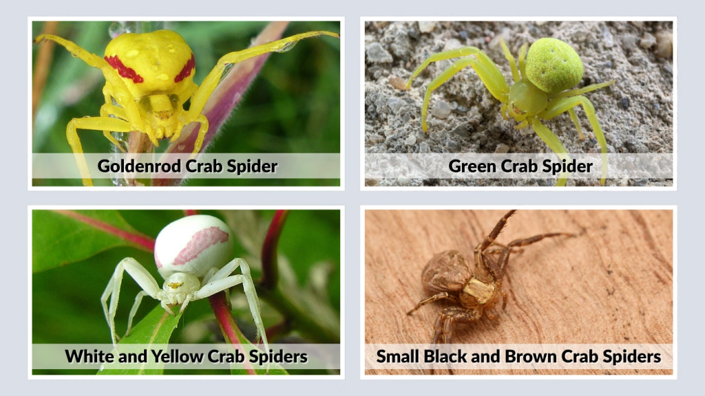 Types of Small Crab-Like Spiders