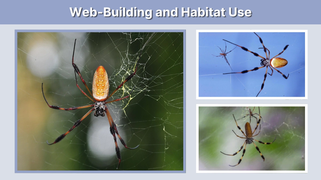 Web-Building and Habitat Use