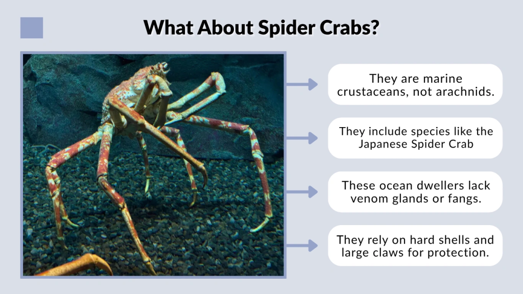 What About Spider Crabs