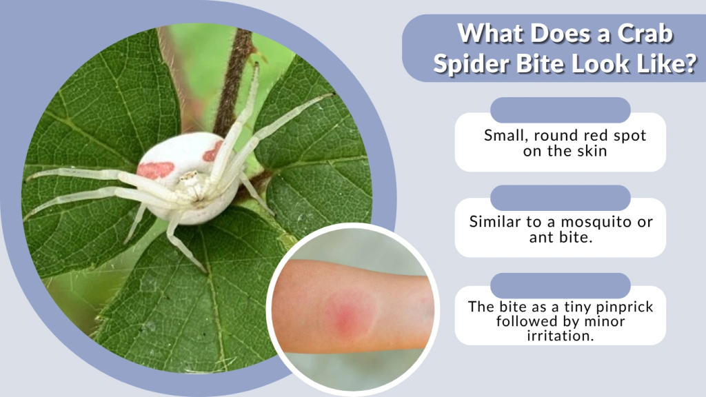 What Does a Crab Spider Bite Look Like