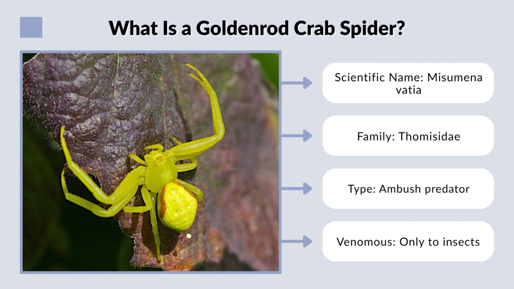 What Is a Goldenrod Crab Spider