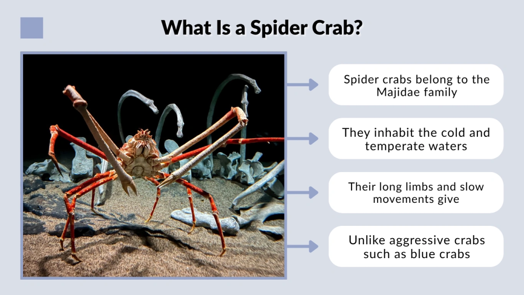 What Is a Spider Crab