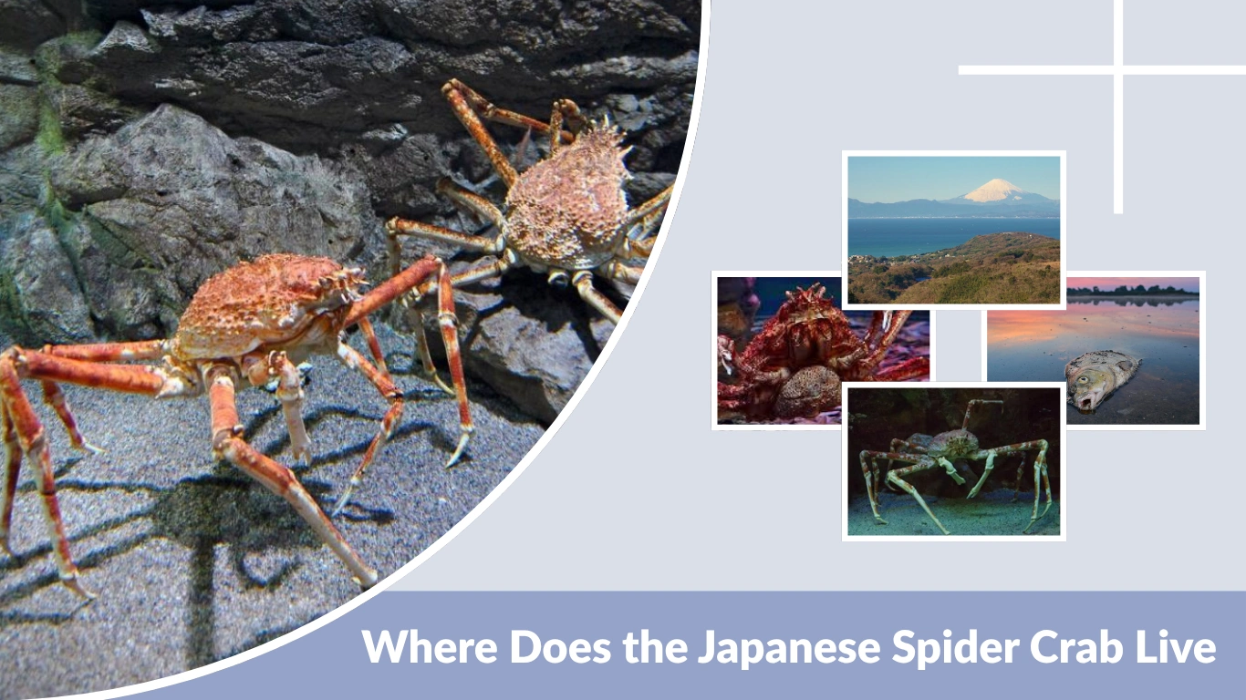 Where Does the Japanese Spider Crab Live: Habitat, Depth, and Lifespan