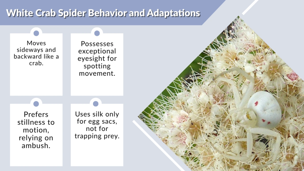 White Crab Spider Behavior and Adaptations