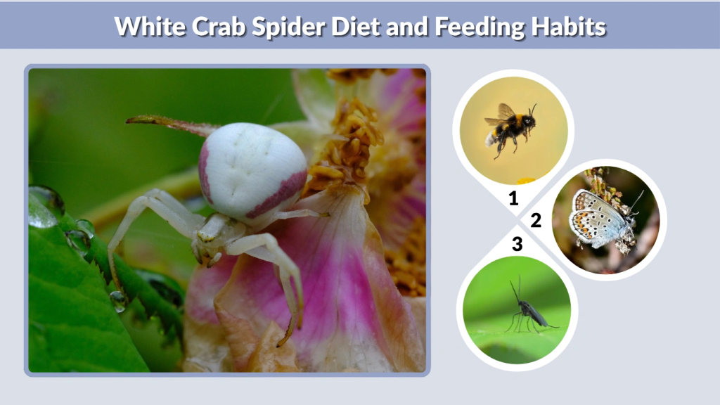 White Crab Spider Diet and Feeding Habits