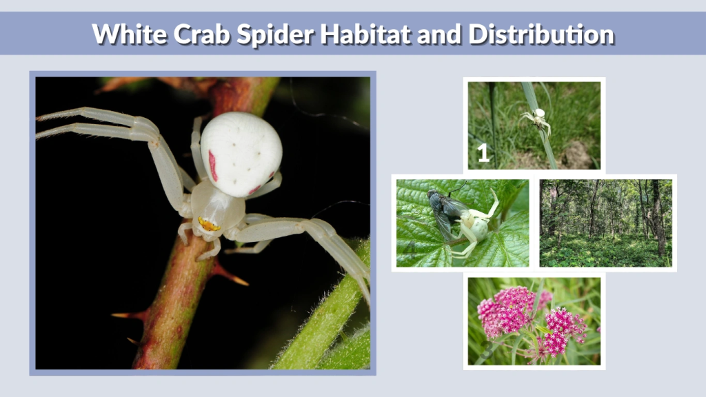 White Crab Spider Habitat and Distribution