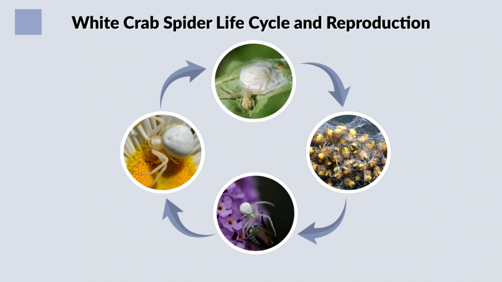 White Crab Spider Life Cycle and Reproduction