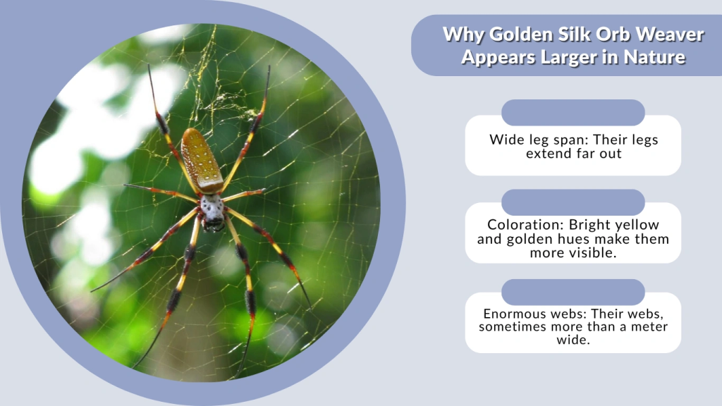 Why Golden Silk Orb Weaver Appears Larger in Nature