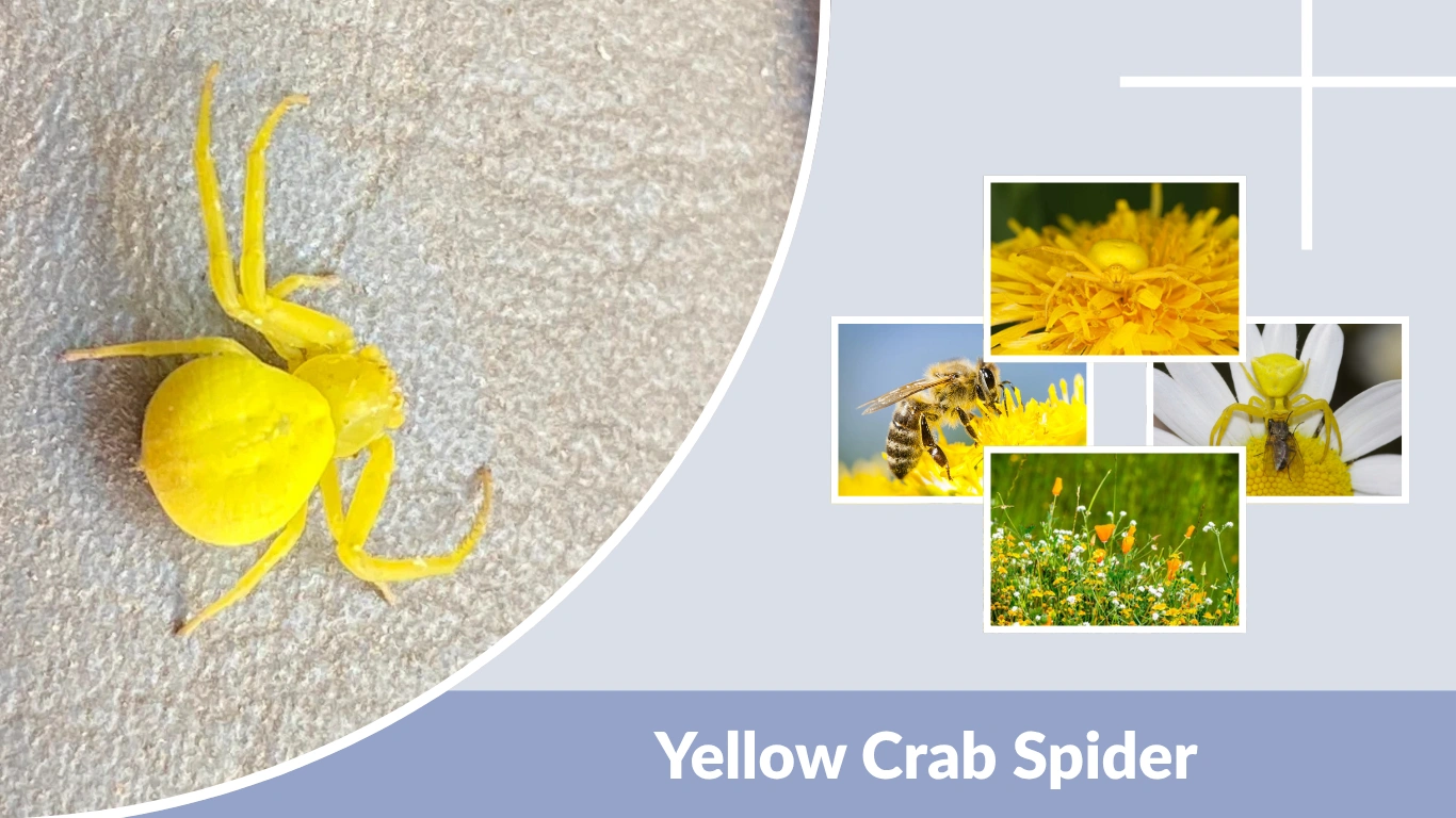 Yellow Crab Spider: Facts, Appearance, Habitat, and Bite