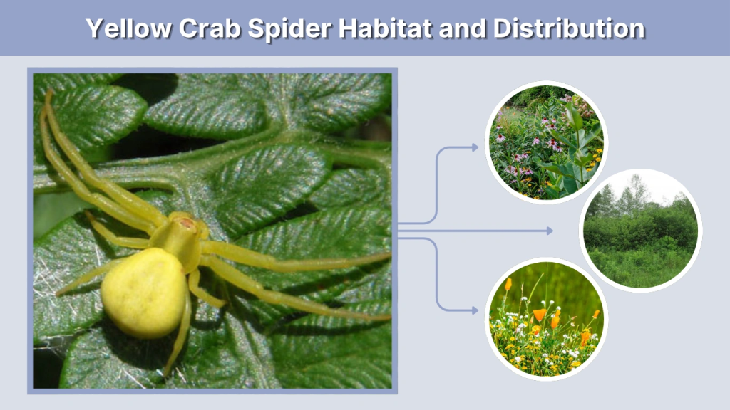 Yellow Crab Spider Habitat and Distribution