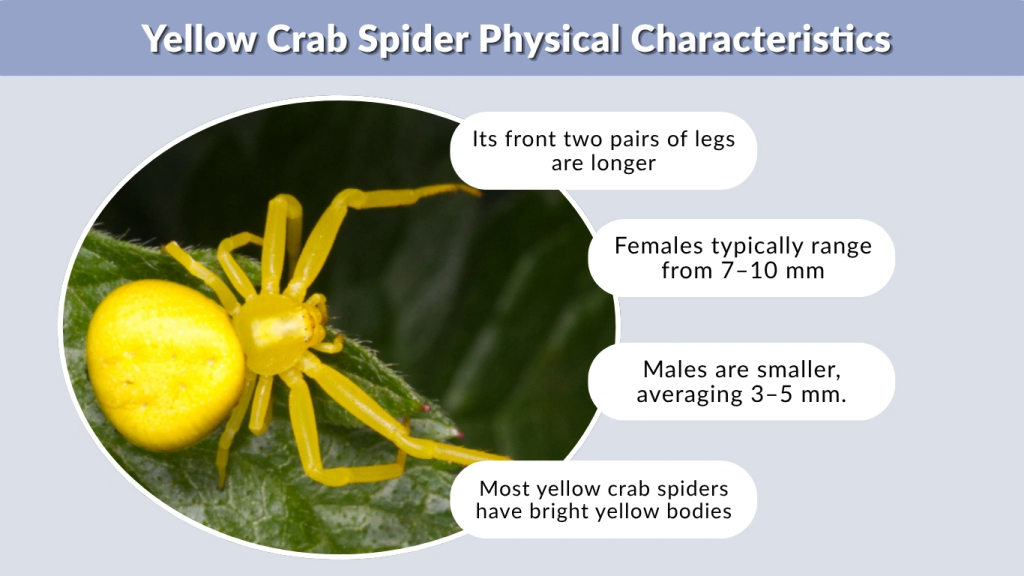 Yellow Crab Spider Physical Characteristics