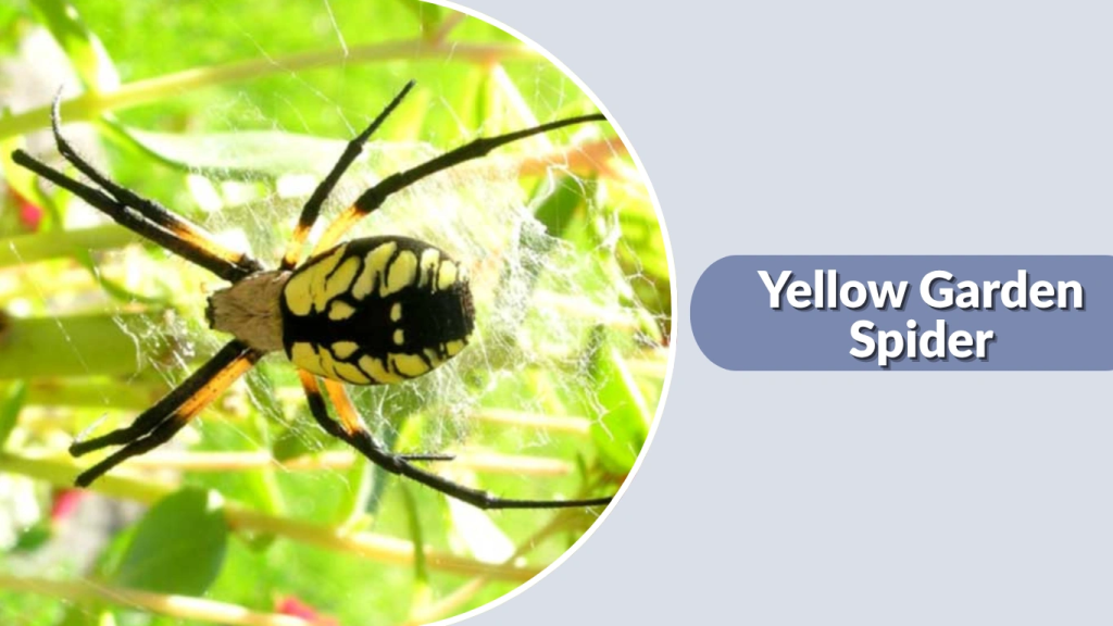 Yellow Garden Spider
