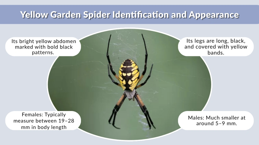 Yellow Garden Spider Identification and Appearance