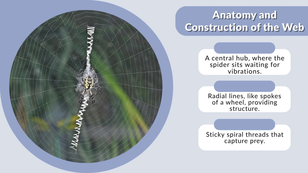 Anatomy and Construction of the Web