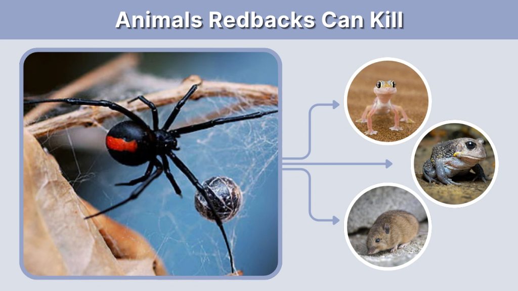 Animals Redbacks Can Kill