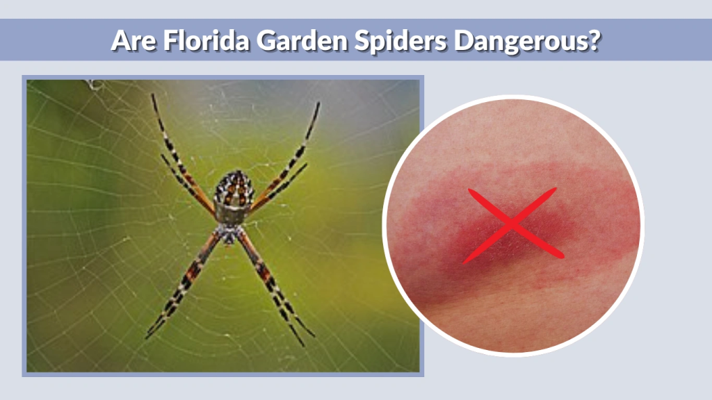 Are Florida Garden Spiders Dangerous